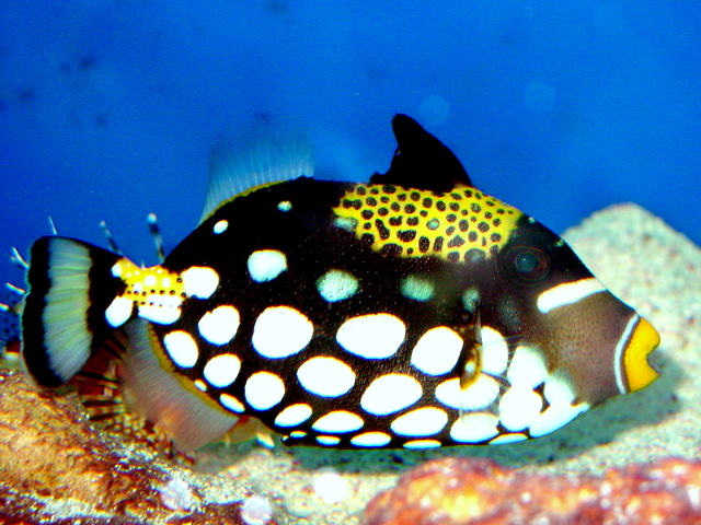 7D3B42F8-6E71-455B-946A-FC5B4C1D1FA1